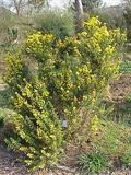 سرو کوهی
